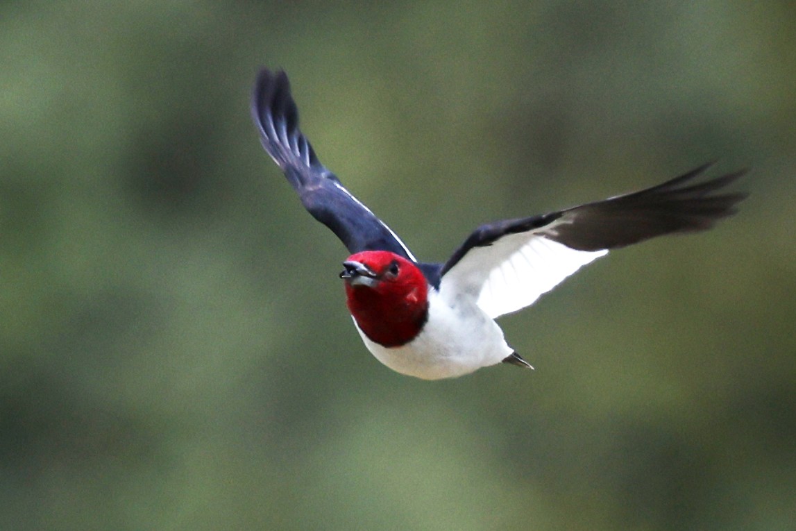 Red-headed Woodpecker - ML642309222