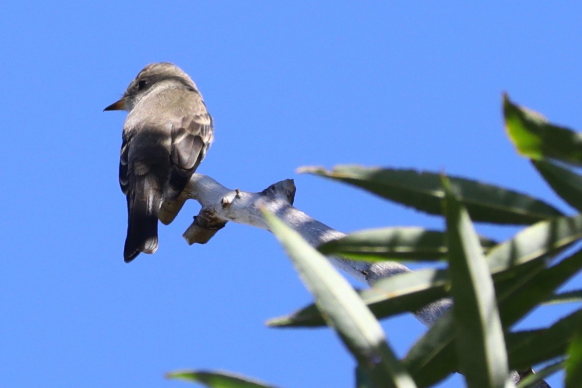 Western/Eastern Wood-Pewee - ML642309234