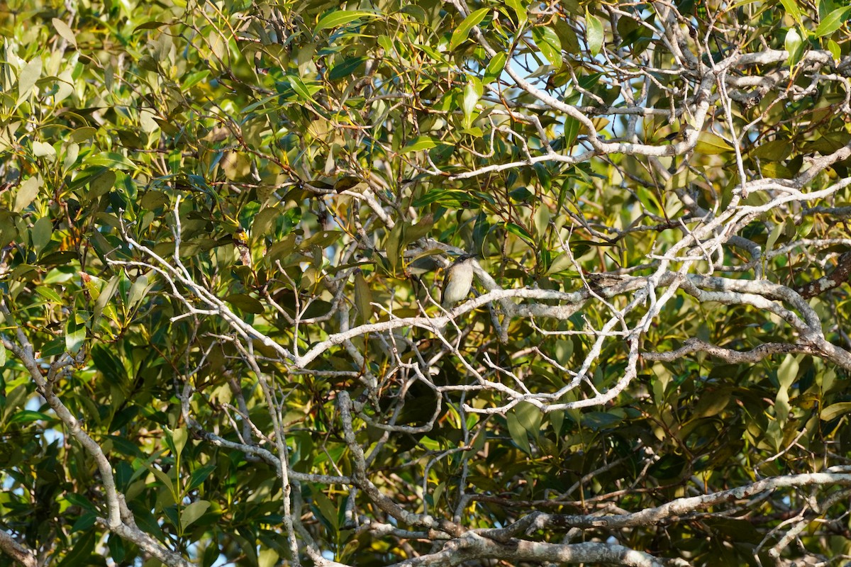 Brown Honeyeater - ML642309239