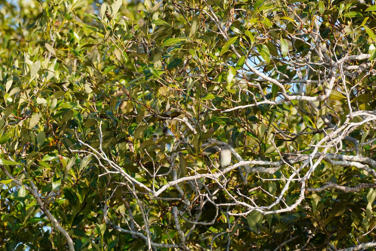 Brown Honeyeater - ML642309240