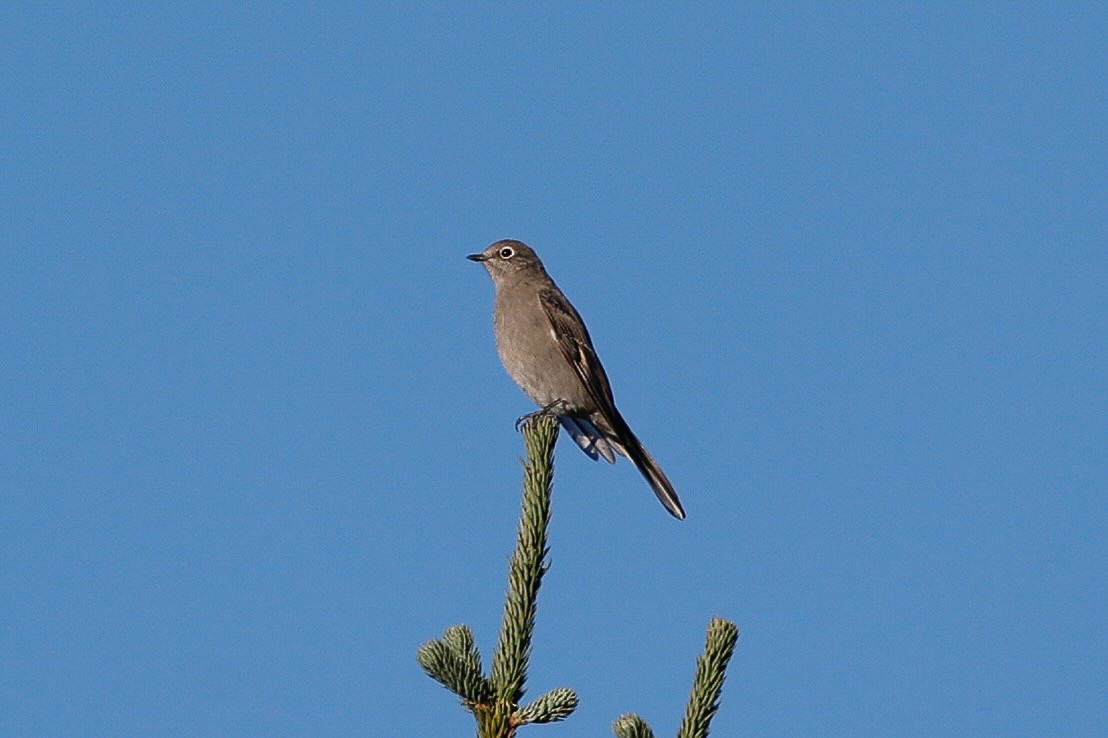 Townsend's Solitaire - ML642309256