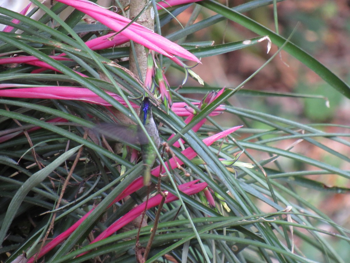 Purple-crowned Plovercrest - ML642309262