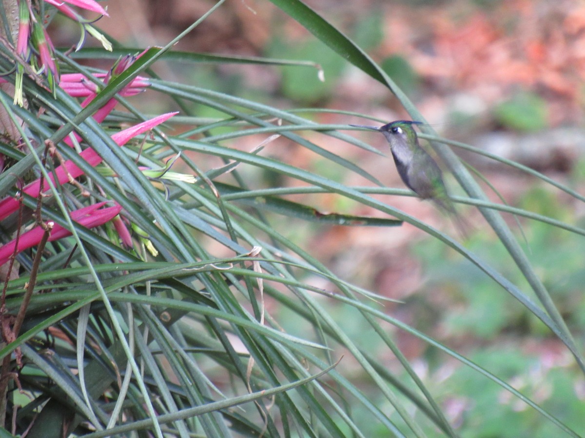 Purple-crowned Plovercrest - ML642309264