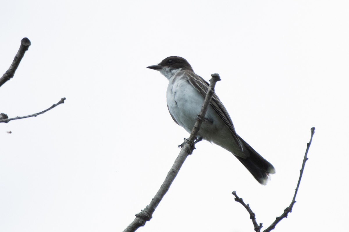 Eastern Kingbird - ML642309269