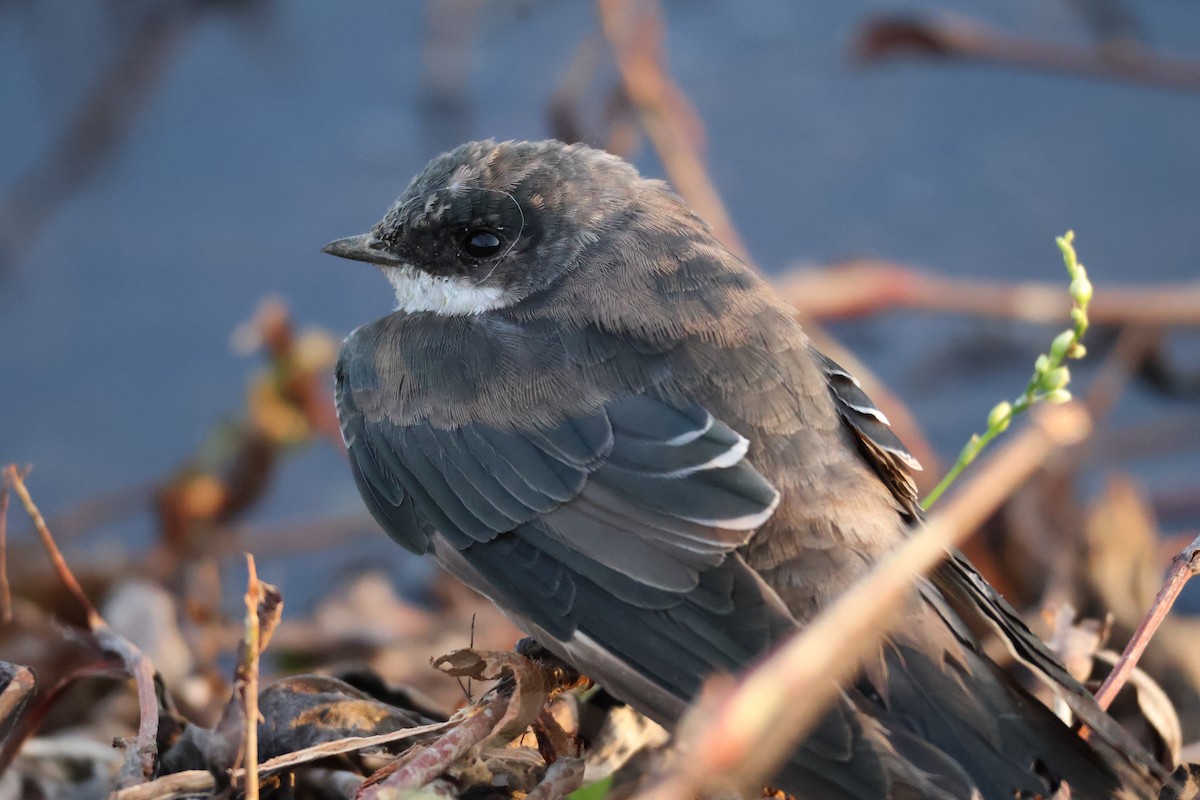 Tree Swallow - ML642309291