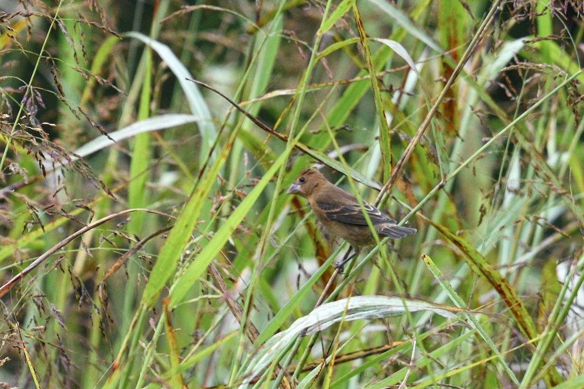 Blue Grosbeak - ML642309299