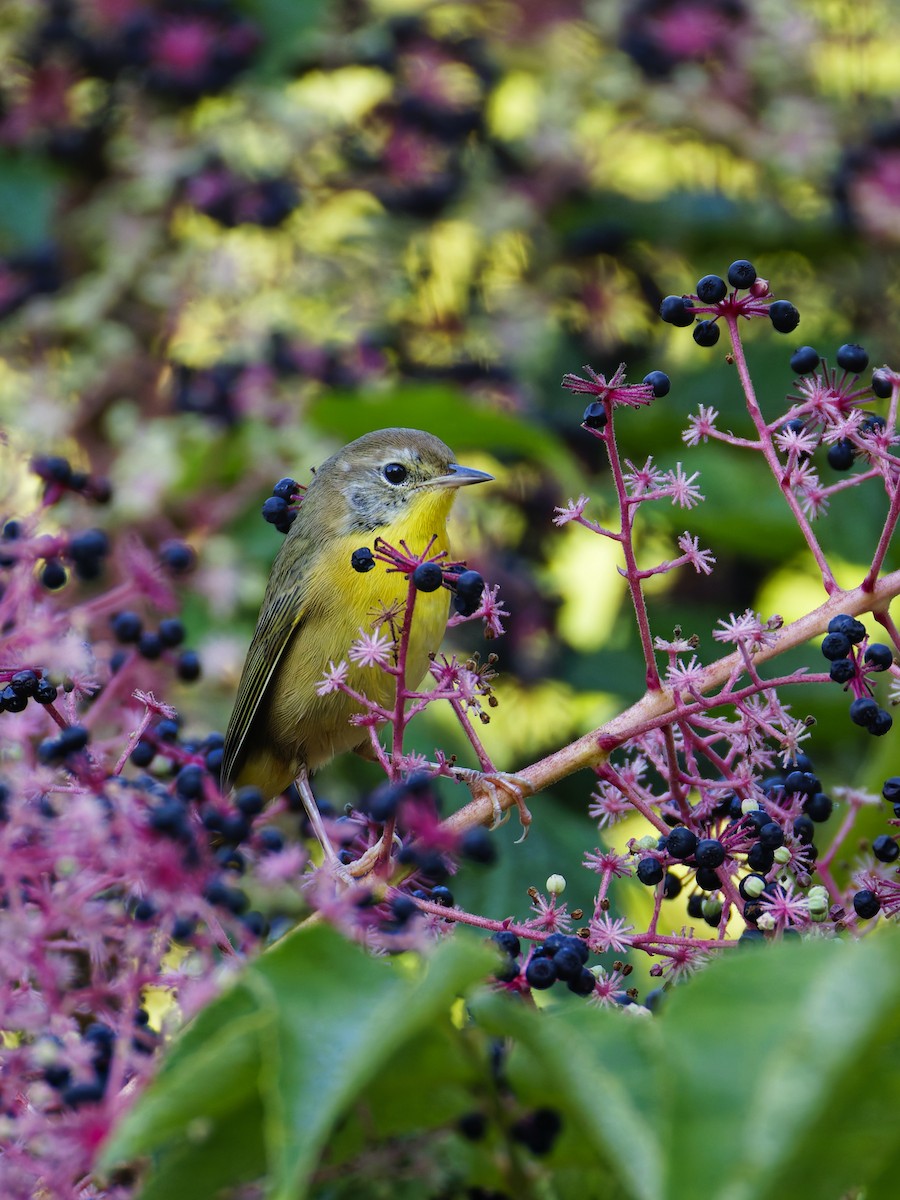 Common Yellowthroat - ML642309301
