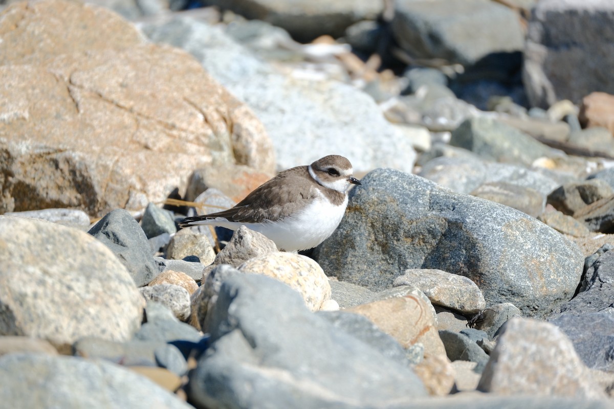 Semipalmated Plover - ML642309302