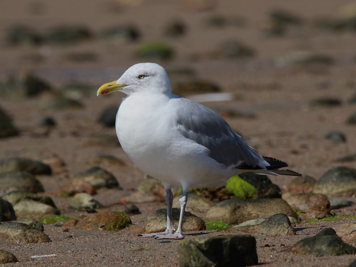 American Herring Gull - ML642309308