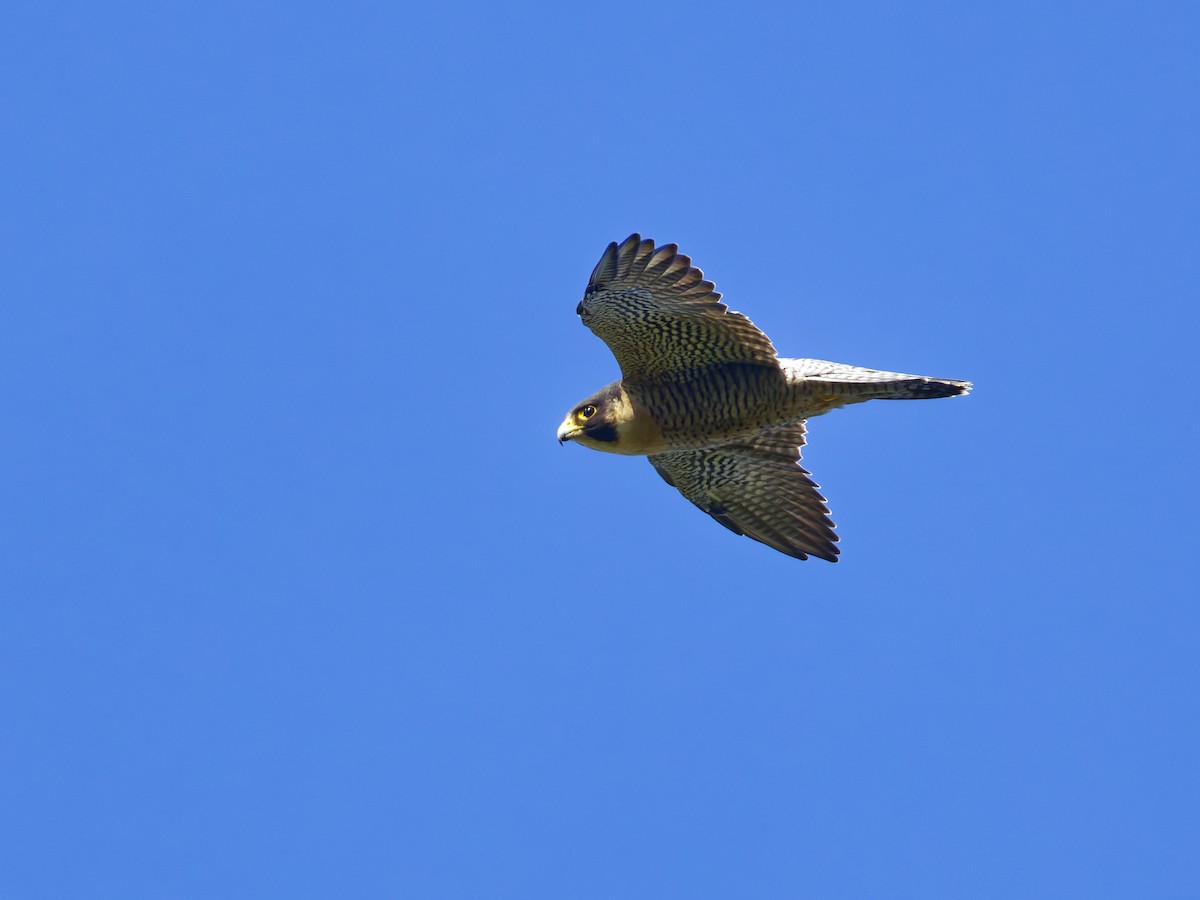 Peregrine Falcon - ML642309309