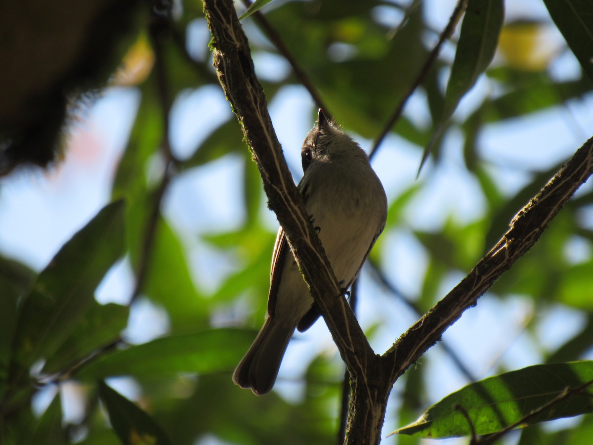 Gray-headed Elaenia - ML642309310