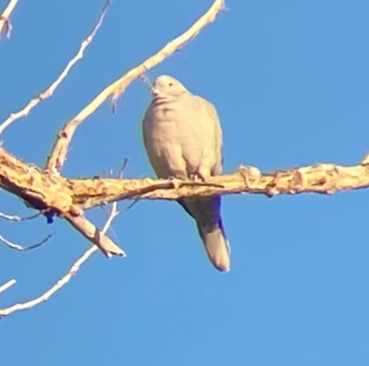 Eurasian Collared-Dove - ML642309312