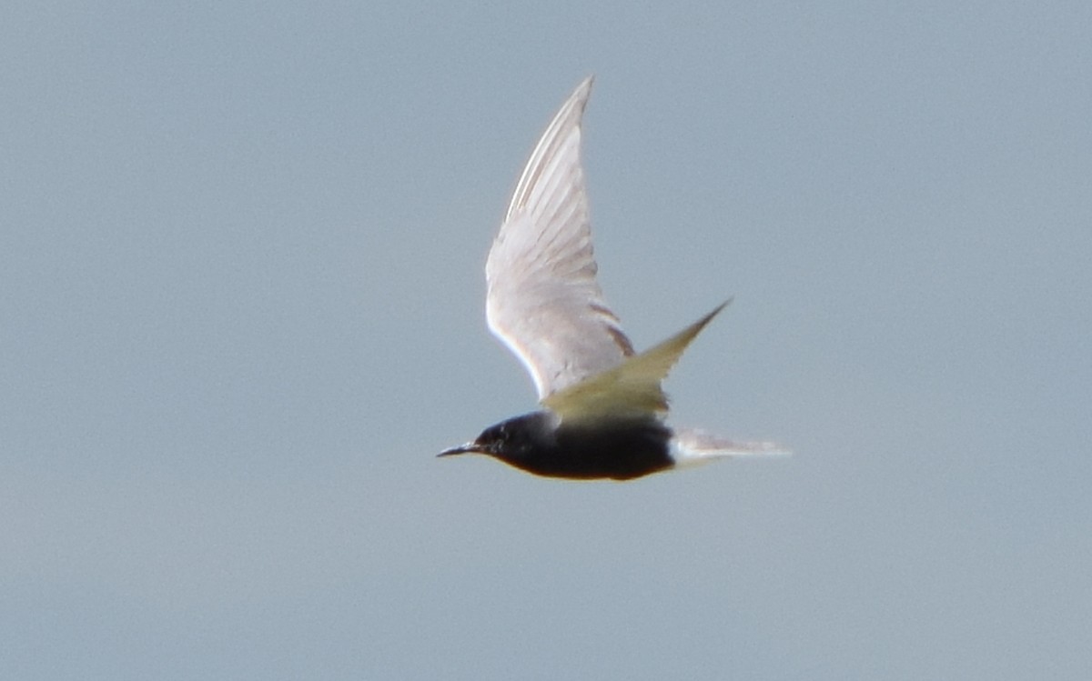 Black Tern - ML642309313