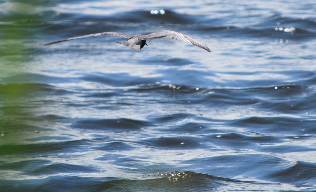 Black Tern - ML642309314