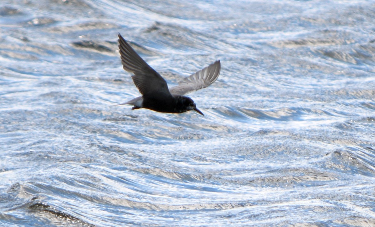 Black Tern - ML642309316