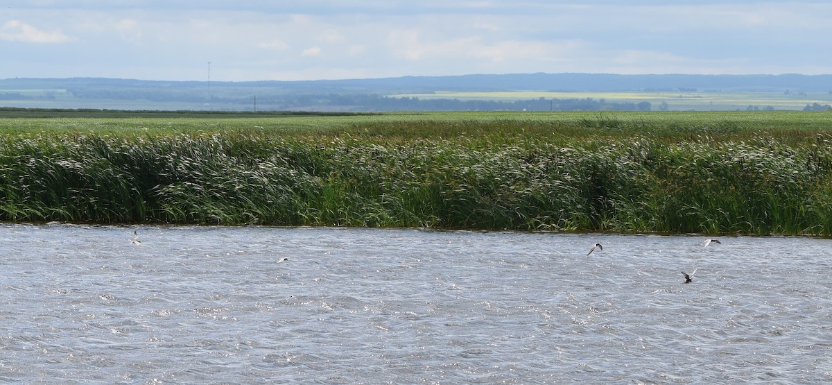 Black Tern - ML642309317