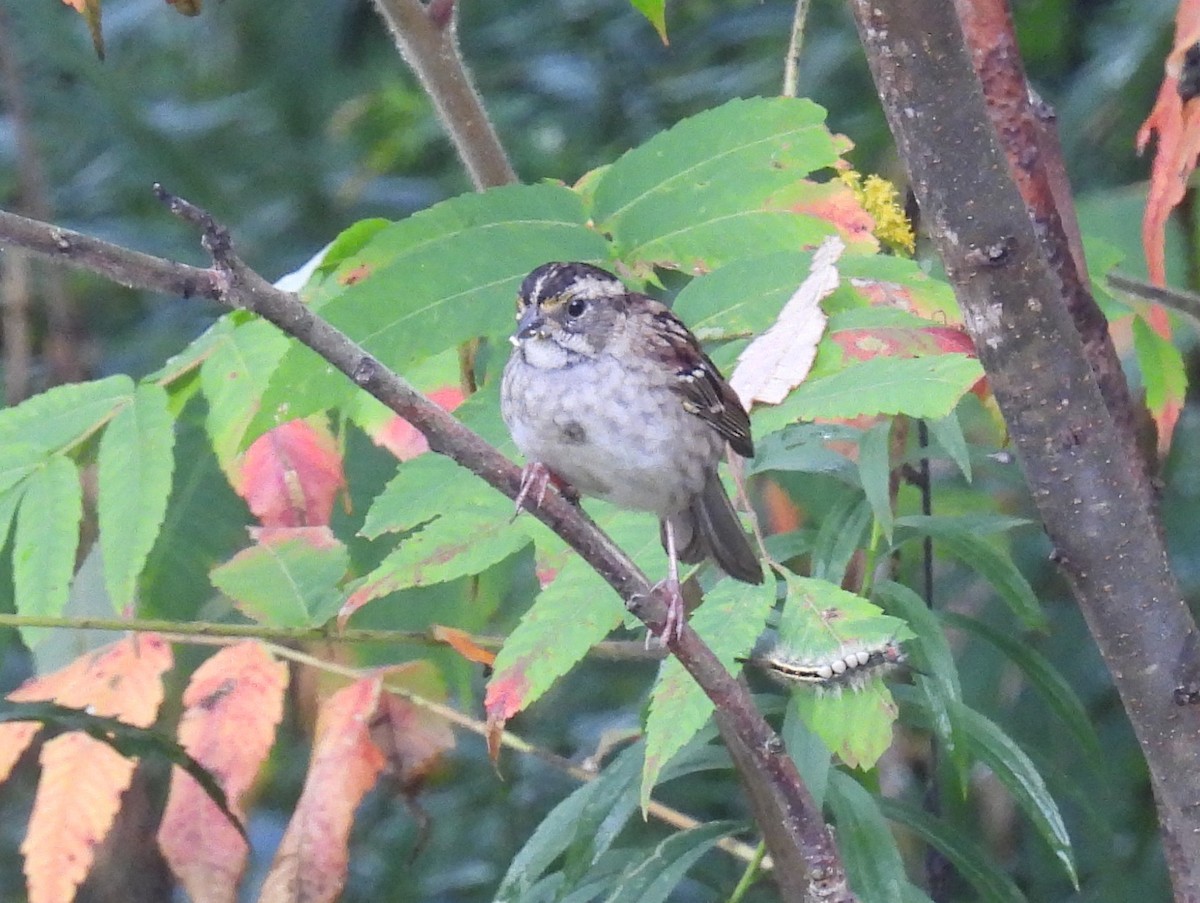 White-throated Sparrow - ML642309318