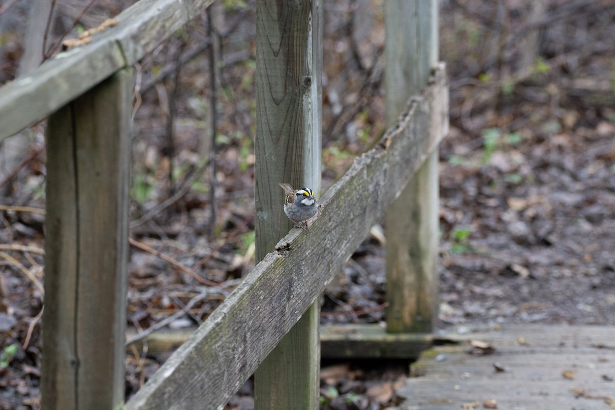 White-throated Sparrow - ML642309319