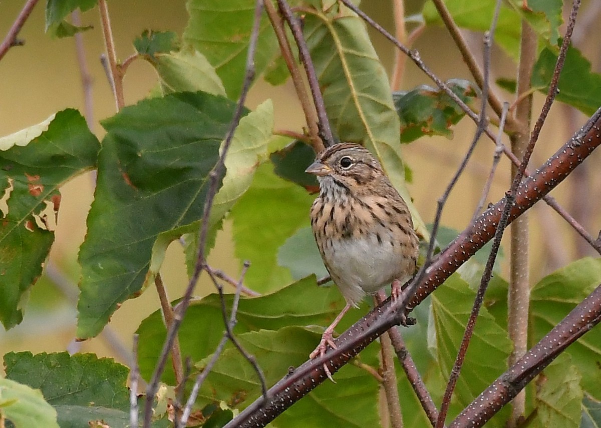 Lincoln's Sparrow - ML642309321