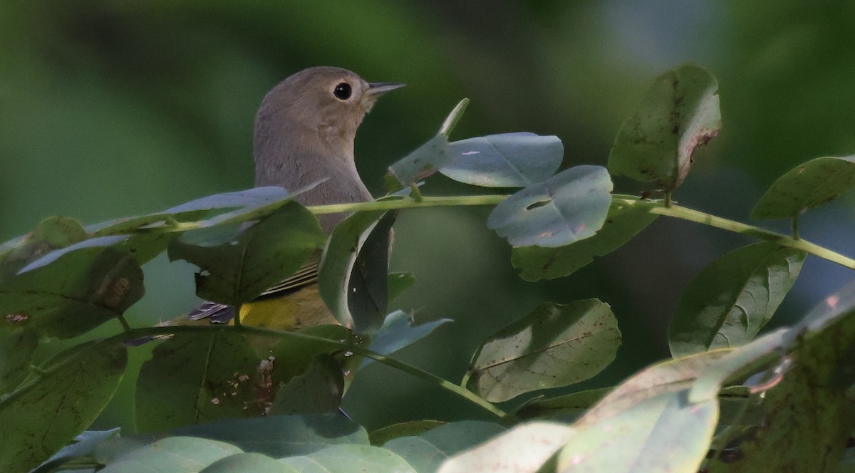 Nashville Warbler - ML642309322