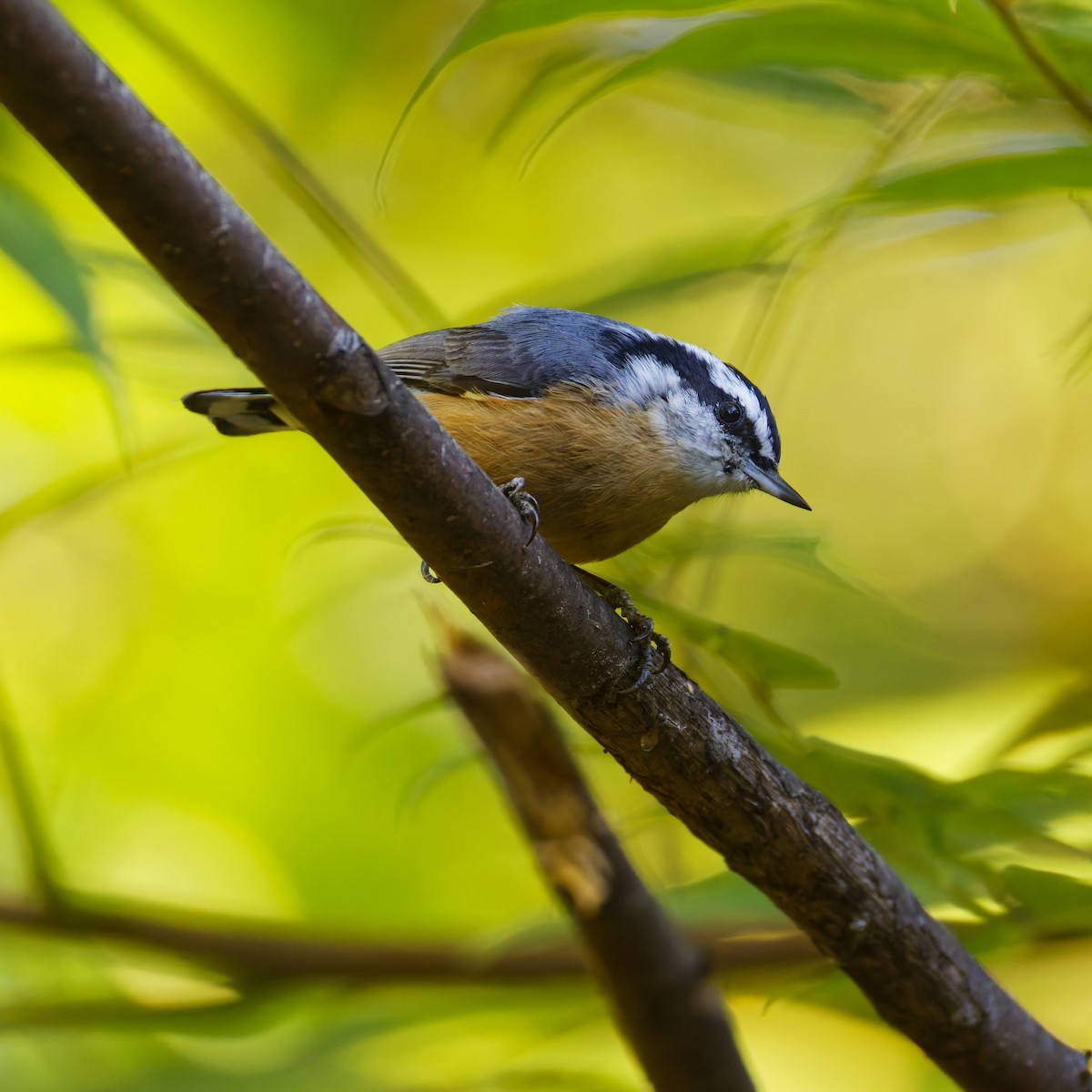 Red-breasted Nuthatch - ML642309323