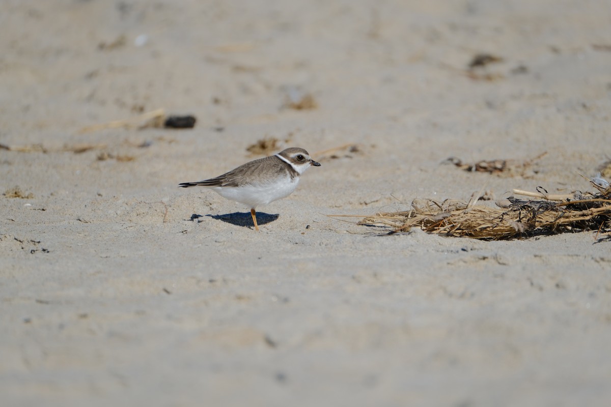 Semipalmated Plover - ML642309324