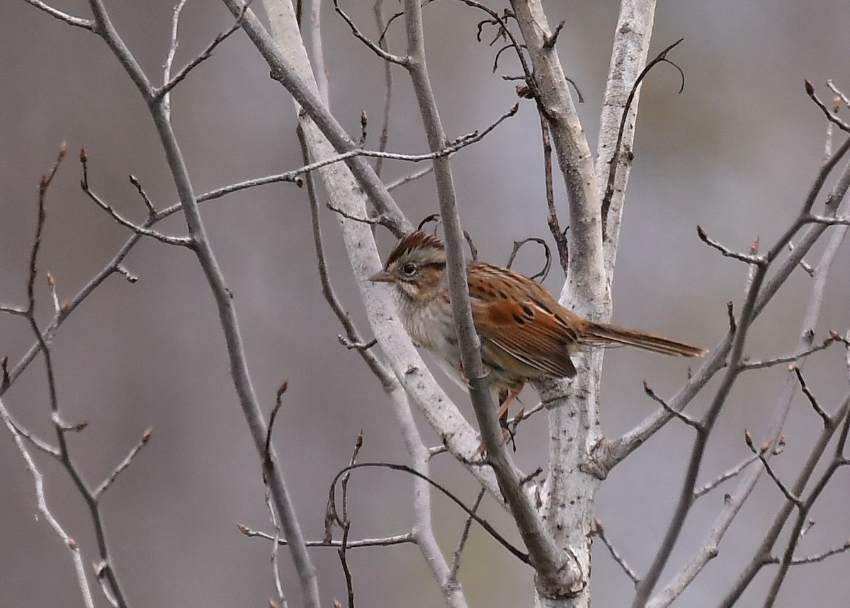 Swamp Sparrow - ML642309327