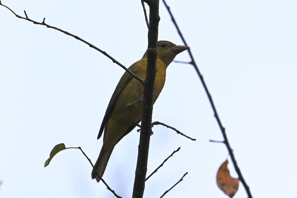 Summer Tanager - ML642309328