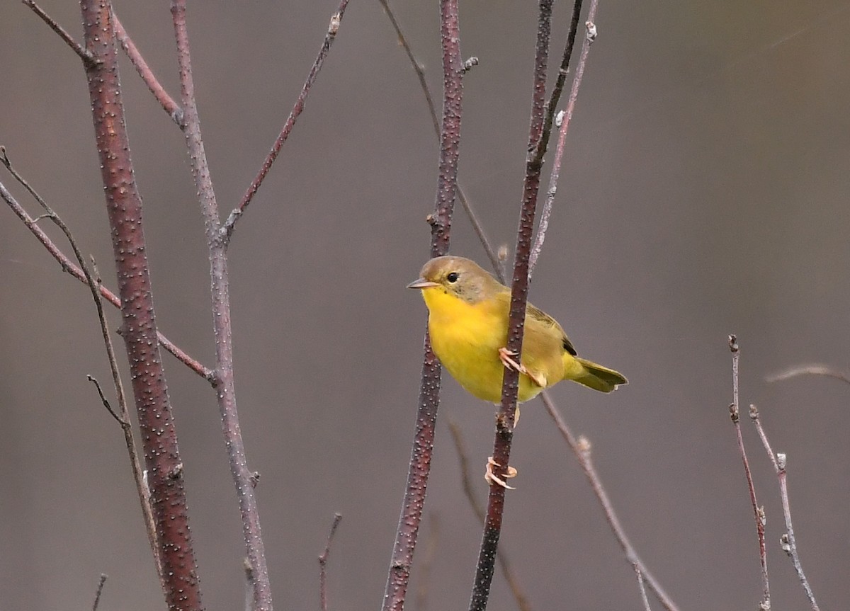 Common Yellowthroat - ML642309329