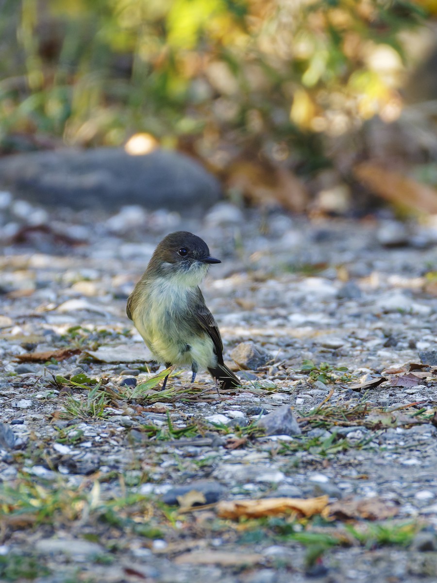 Eastern Phoebe - ML642309330