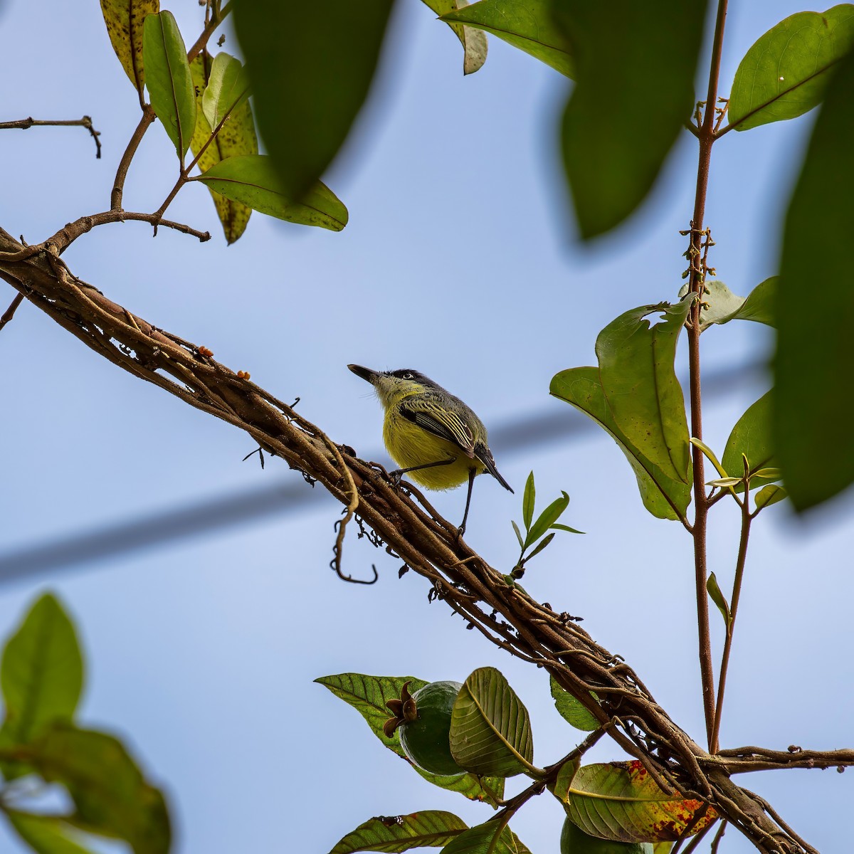 Common Tody-Flycatcher - ML642309333