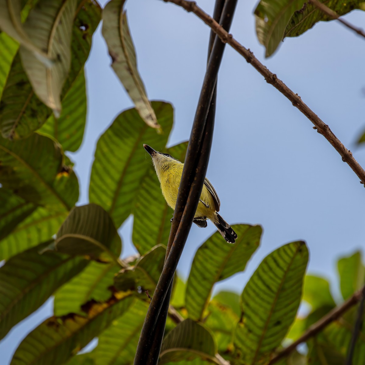 Common Tody-Flycatcher - ML642309334