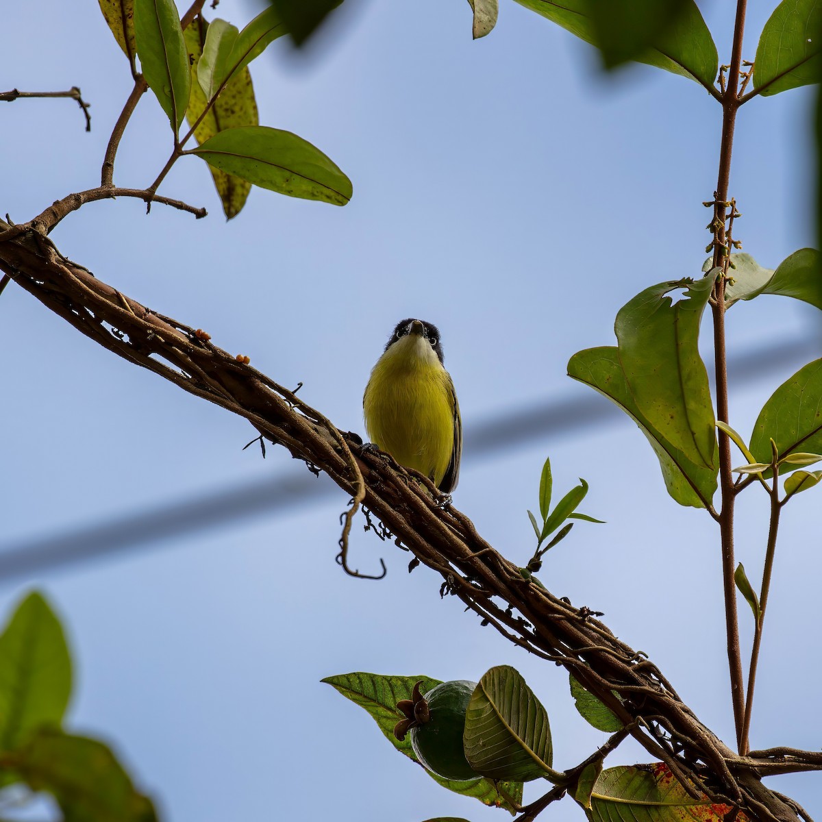 Common Tody-Flycatcher - ML642309335