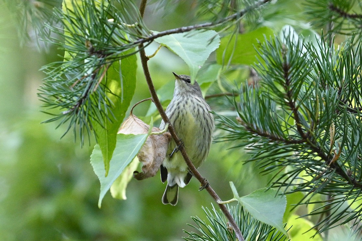 Cape May Warbler - ML642309336