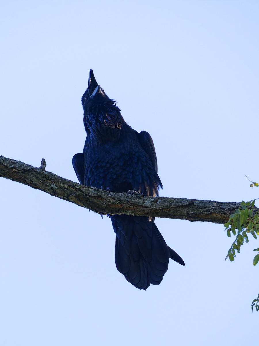 Common Raven - ML642309337