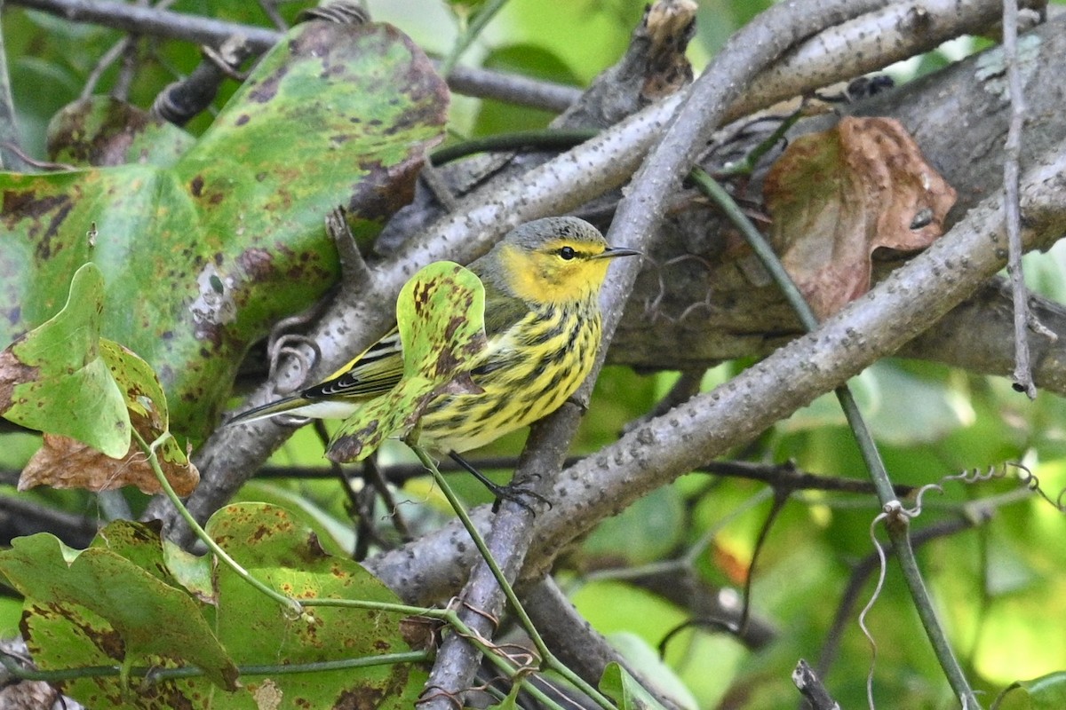 Cape May Warbler - ML642309338