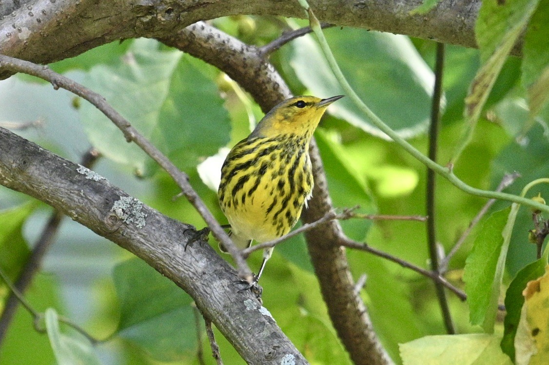 Cape May Warbler - ML642309339