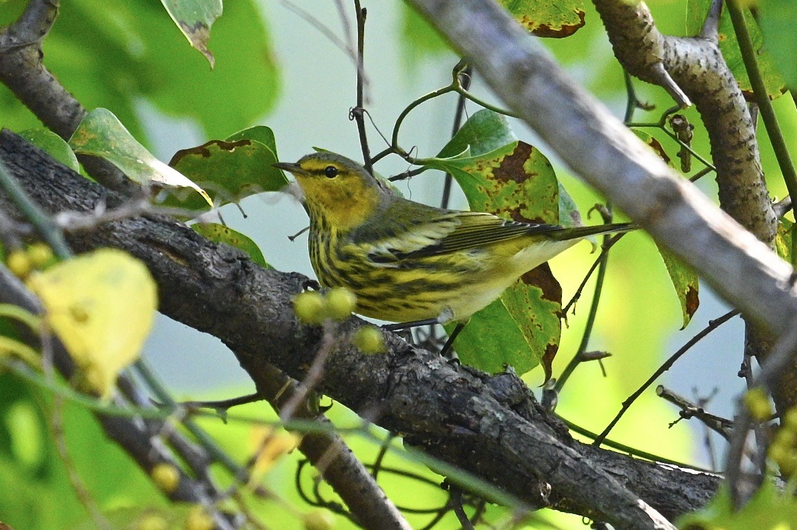 Cape May Warbler - ML642309349
