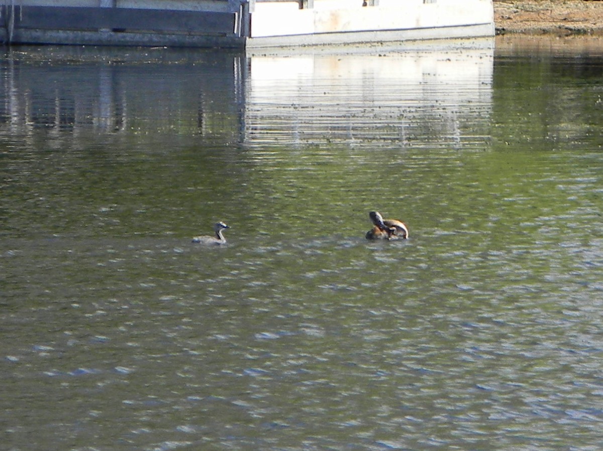 Great Grebe - ML642309355