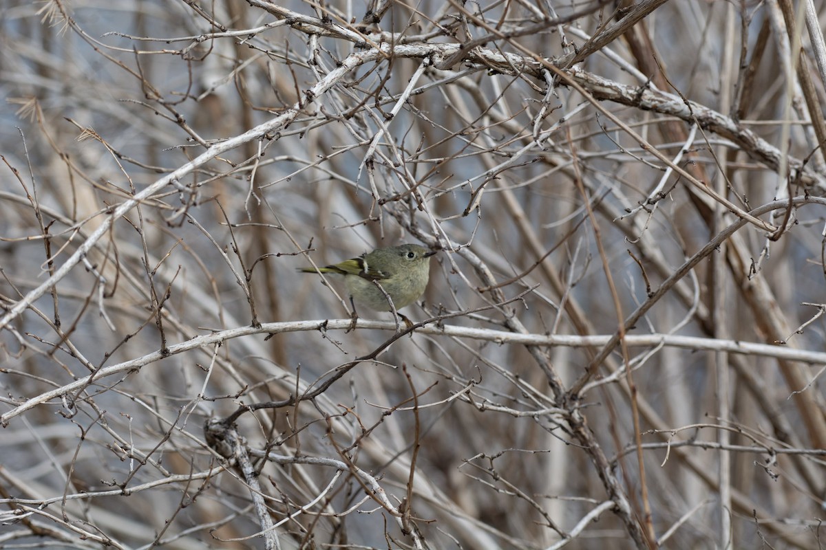 Ruby-crowned Kinglet - ML642309367
