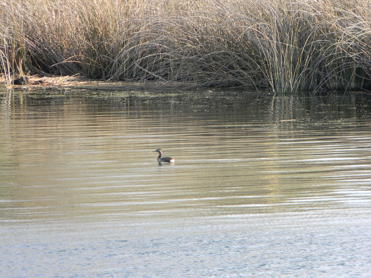 Great Grebe - ML642309374