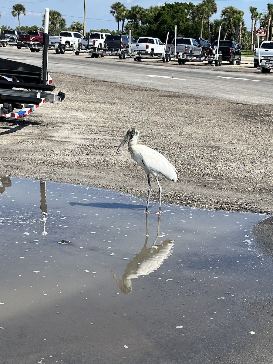 Wood Stork - ML642309379