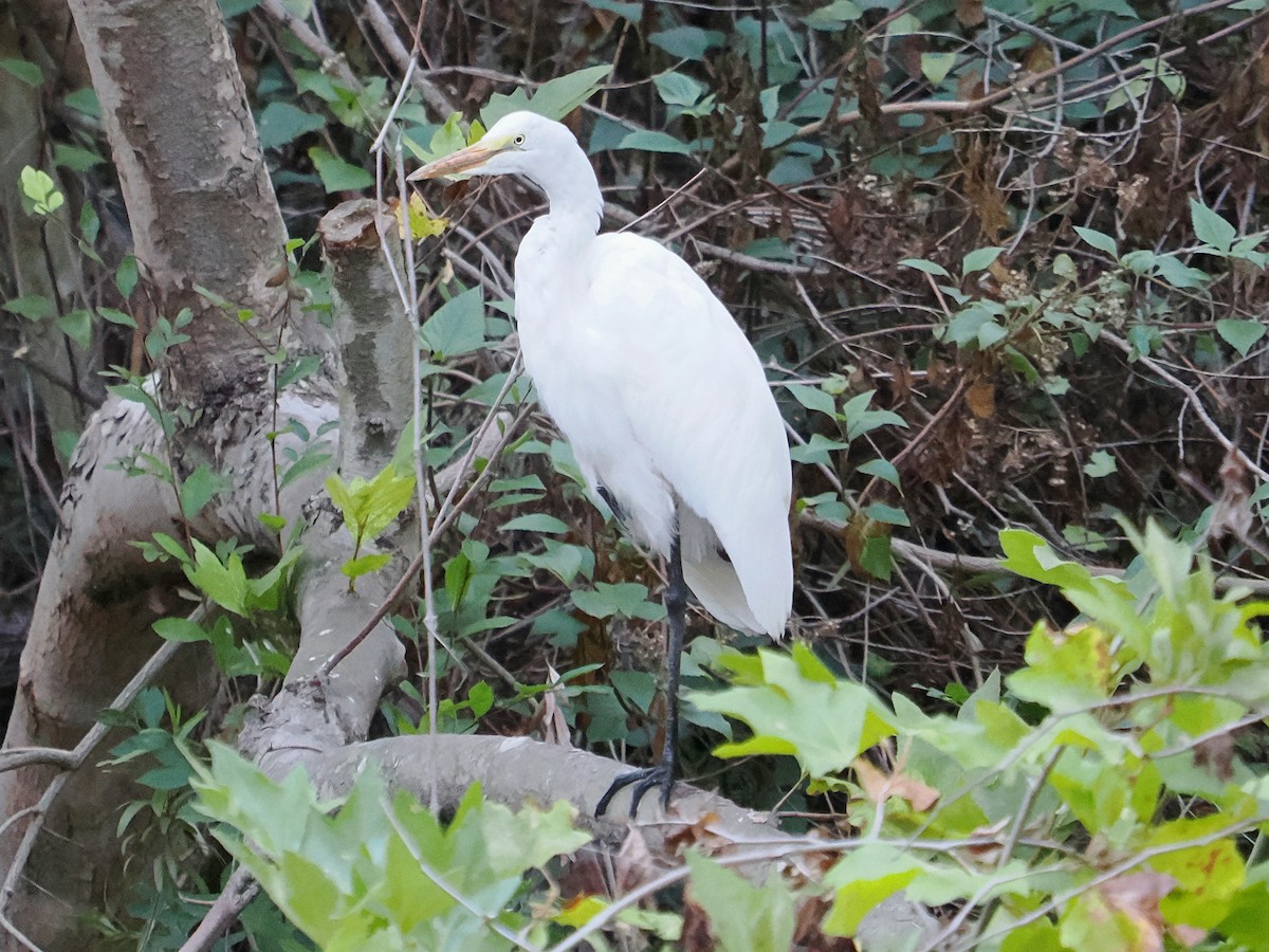 Grande Aigrette - ML642309382