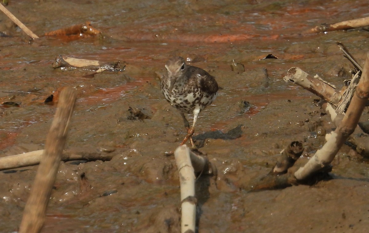 Spotted Sandpiper - ML642309406