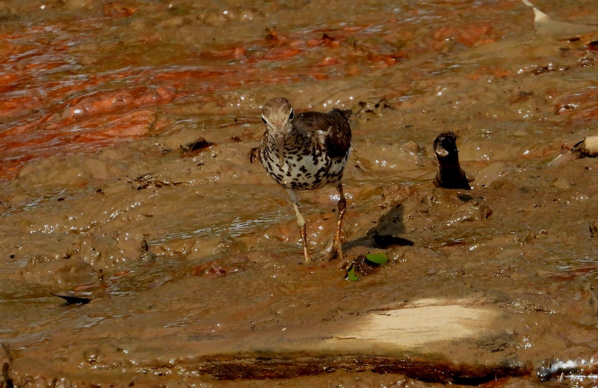 Spotted Sandpiper - ML642309407