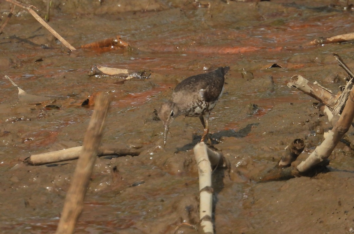 Spotted Sandpiper - ML642309408