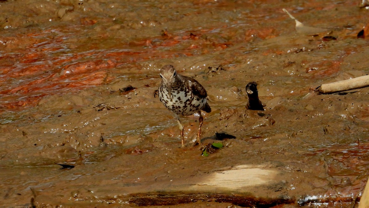 Spotted Sandpiper - ML642309409
