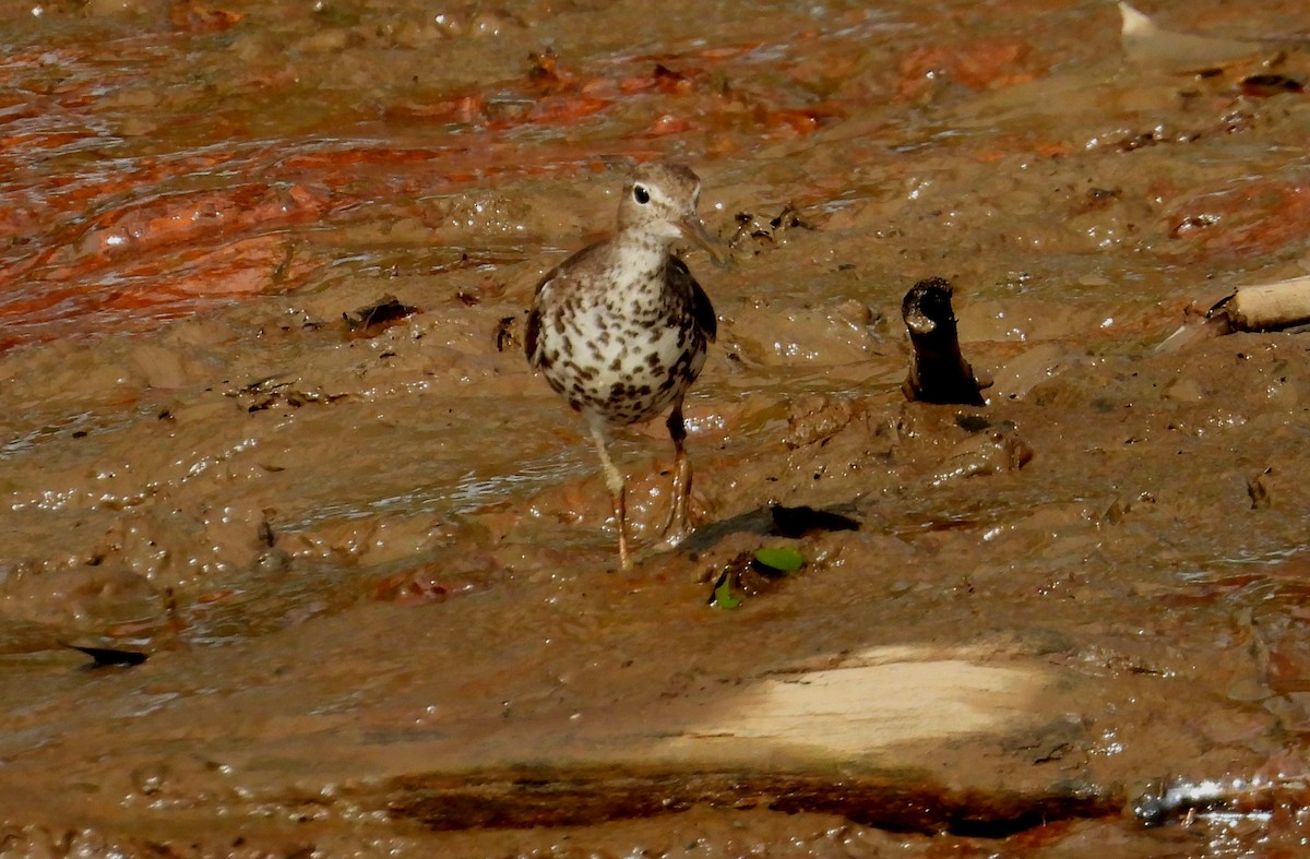 Spotted Sandpiper - ML642309410