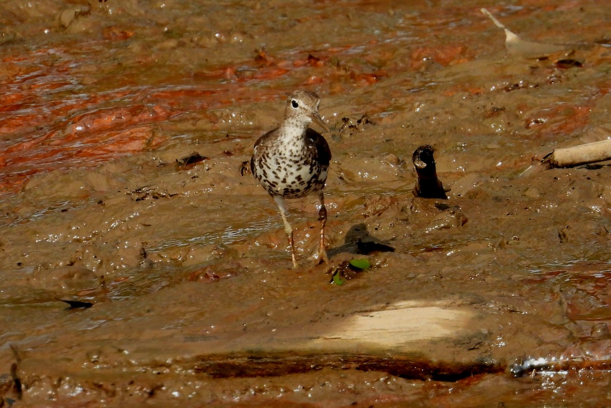 Spotted Sandpiper - ML642309411