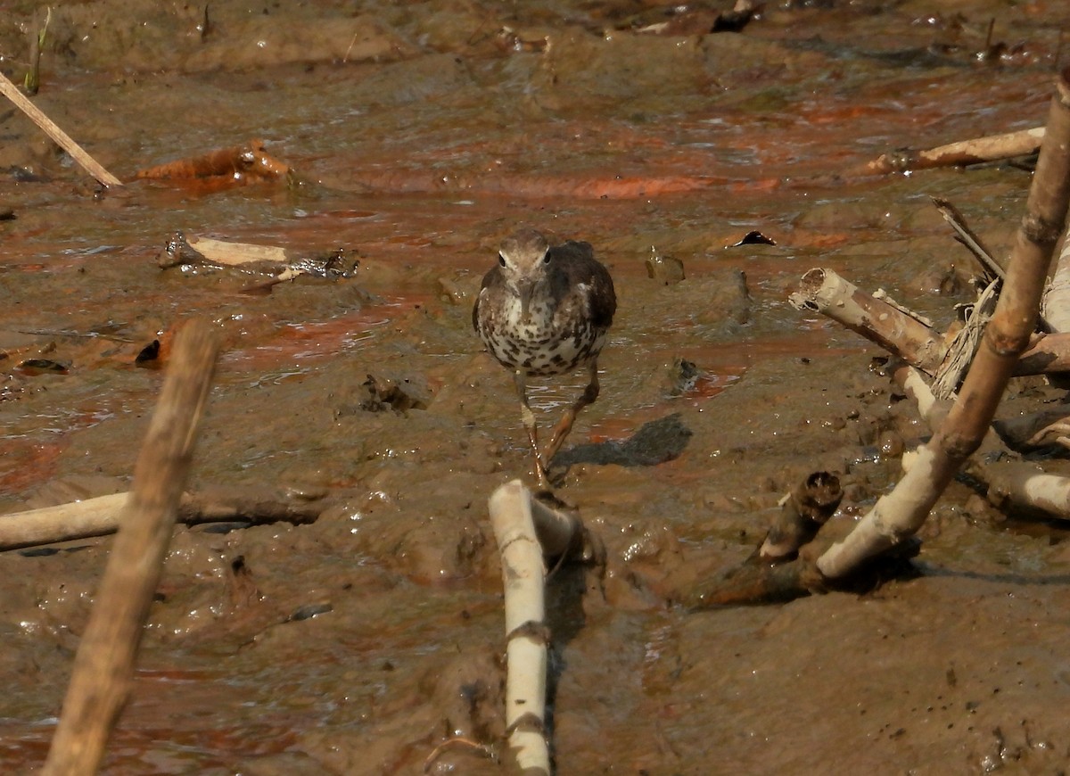 Spotted Sandpiper - ML642309412